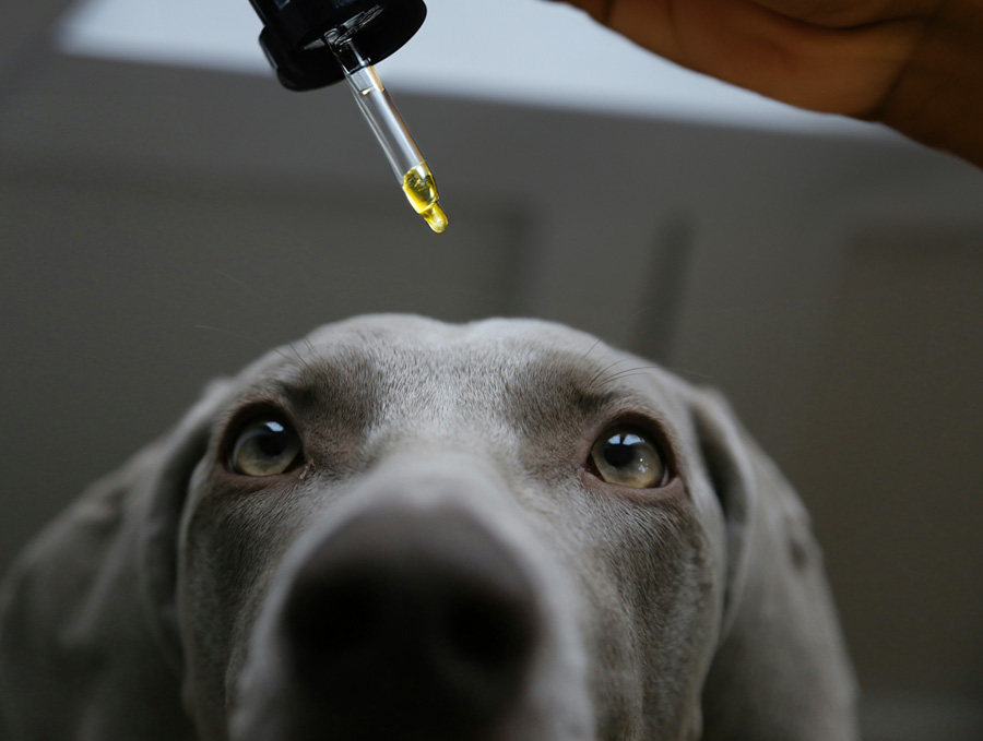 Tieröl in einer Konzentration, die für große Hunde oder kleine Hunde und Katzen geeignet ist