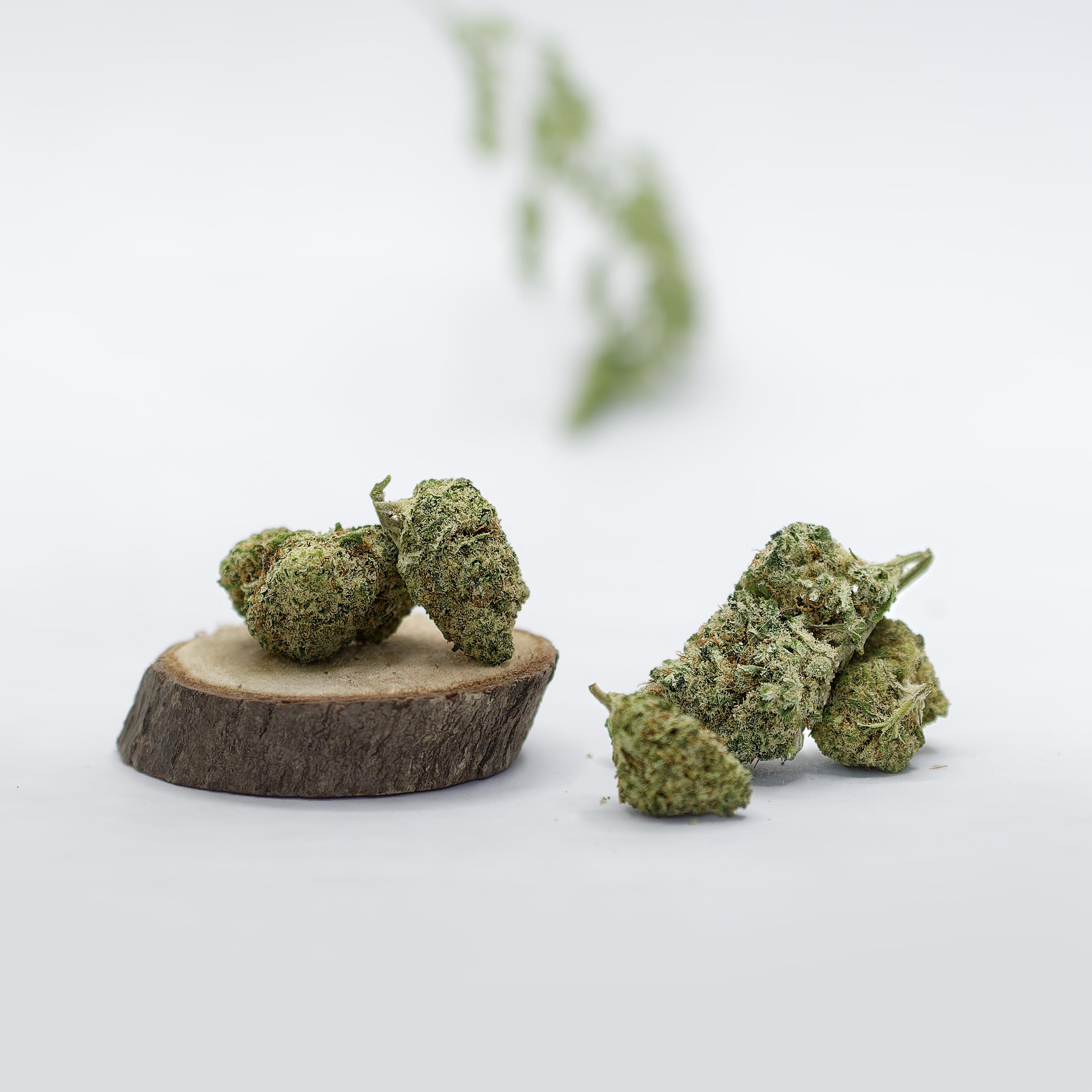fleurs de CBD Silver Haze