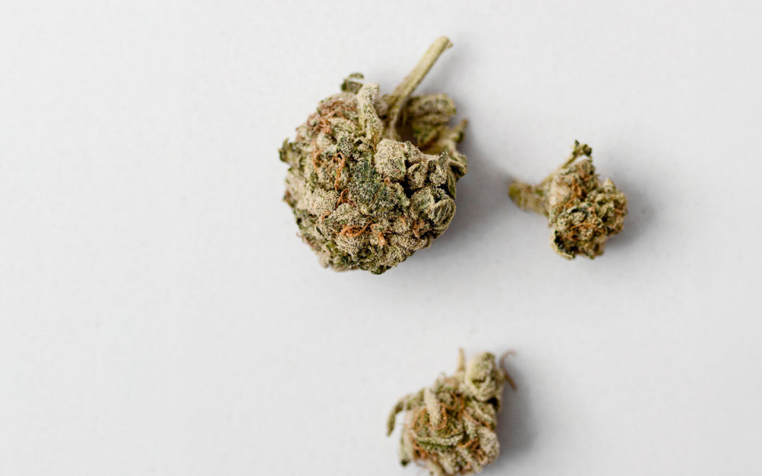 fleurs de CBD sur fond neutre