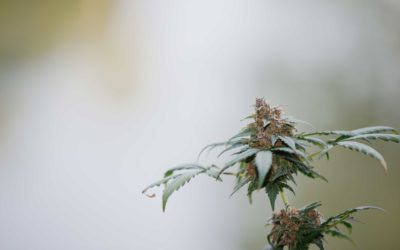 Was ist CBD?