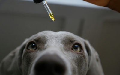 CBD-Öl für Tiere